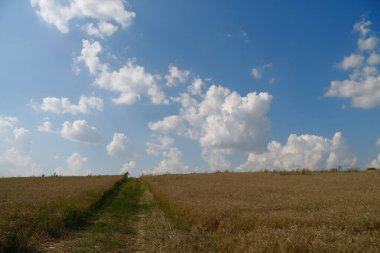 Ağustosta tahılların toplanacağı bir buğday tarlası.
