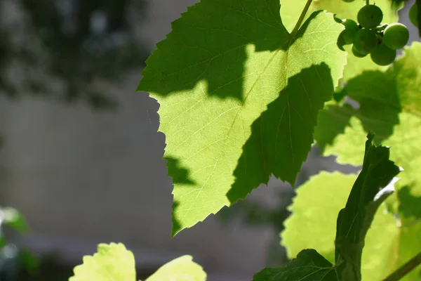 Green Leaves Sunbeams August — Stock Photo, Image