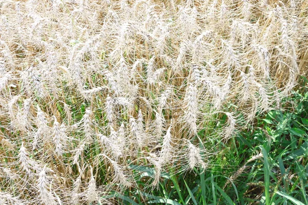 Campo Trigo Onde Grão Breve Será Colhido Agosto — Fotografia de Stock