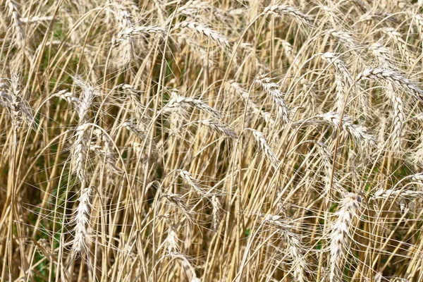 Пшеничное Поле Августе Будет Собрано Зерно — стоковое фото