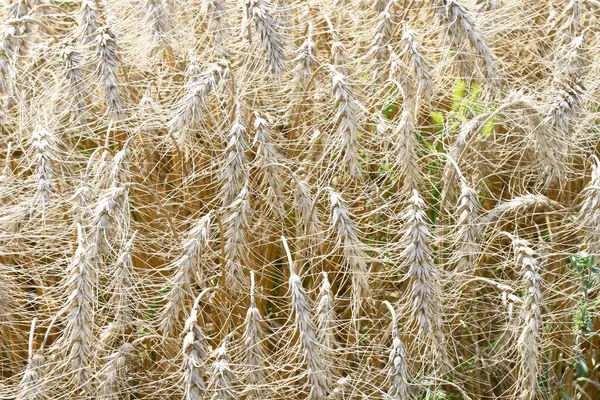 穀物がすぐに収穫される小麦畑8月 — ストック写真