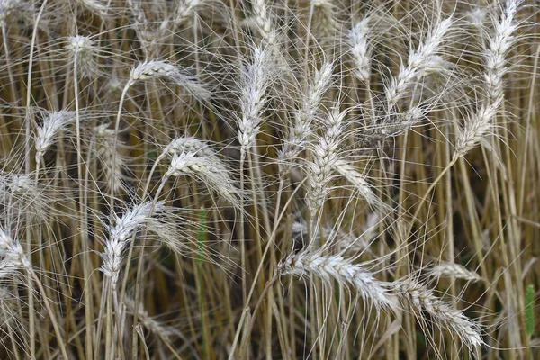 Campo Trigo Onde Grão Breve Será Colhido Agosto — Fotografia de Stock