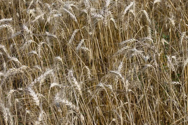 Campo Trigo Donde Grano Pronto Será Cosechado Agosto — Foto de Stock