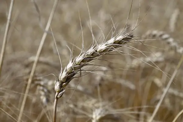 Ein Weizenfeld Auf Dem Bald August Getreide Geerntet Wird — Stockfoto