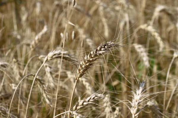 Pšeničné Pole Kde Bude Obilí Brzy Sklizeno Srpnu — Stock fotografie