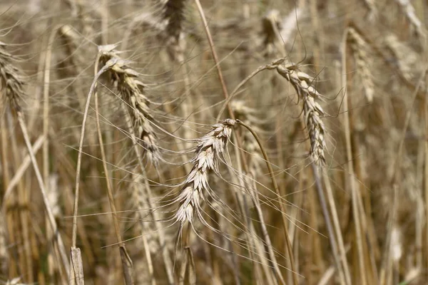 Campo Trigo Onde Grão Breve Será Colhido Agosto — Fotografia de Stock