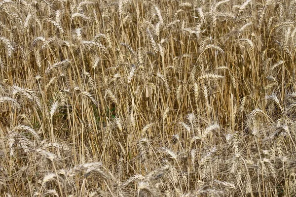 Pšeničné Pole Kde Bude Obilí Brzy Sklizeno Srpnu — Stock fotografie