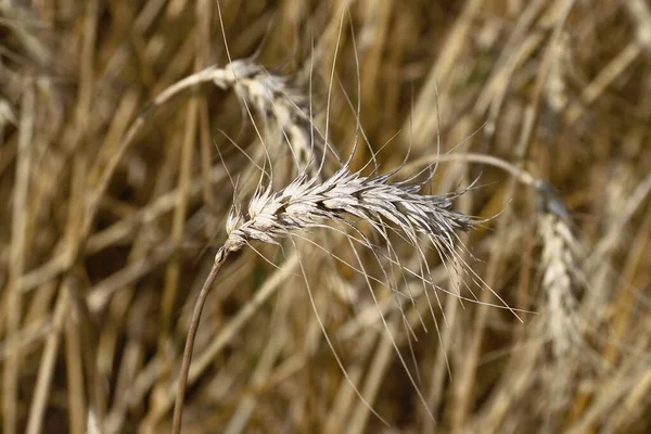 Пшеничне Поле Незабаром Буде Зібрано Зерно Серпні — стокове фото