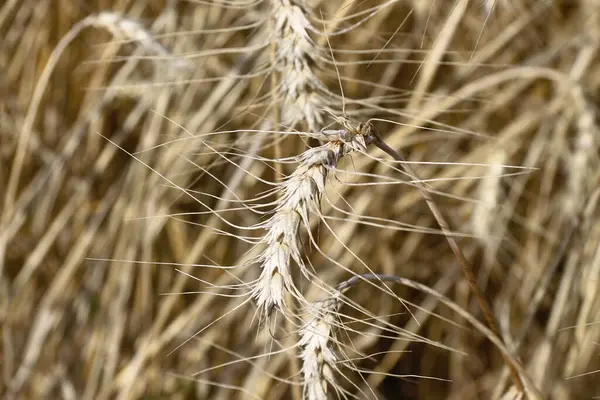 Campo Trigo Onde Grão Breve Será Colhido Agosto — Fotografia de Stock