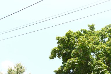 Mavi gökyüzü ve elektrik hatları Ağustos 'ta