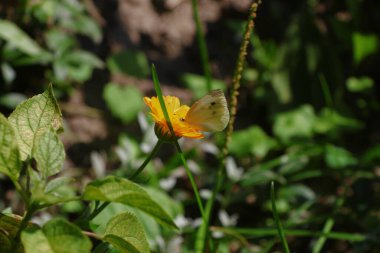 Little yellow flower with petals in the park