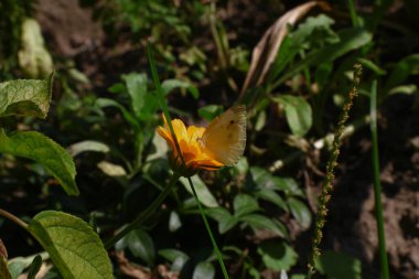 Little yellow flower with petals in the park