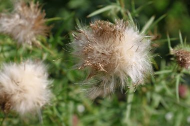Old turnips by the road in August