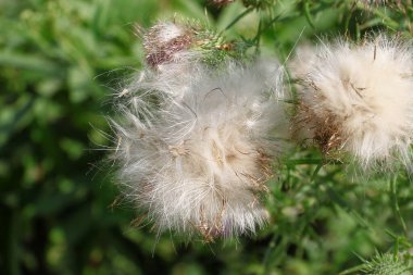 Old turnips by the road in August