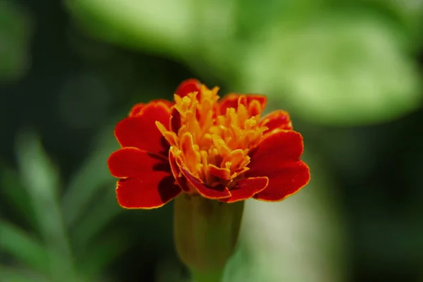 公園に花弁を持つ小さな黄色の花 — ストック写真