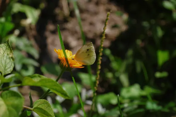 Pequeña Flor Amarilla Con Pétalos Parque — Foto de Stock