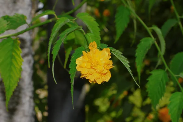 Pequeña Flor Amarilla Con Pétalos Parque — Foto de Stock