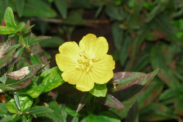 Little Yellow Flower Petals Park — Stok fotoğraf