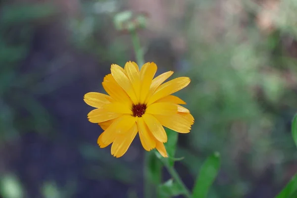 Маленький Желтый Цветок Лепестками Парке — стоковое фото