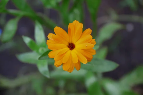 公園に花弁を持つ小さな黄色の花 — ストック写真