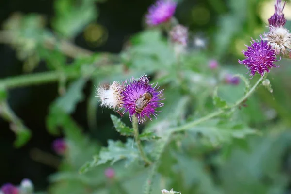 Old Turnips Road August — Fotografia de Stock