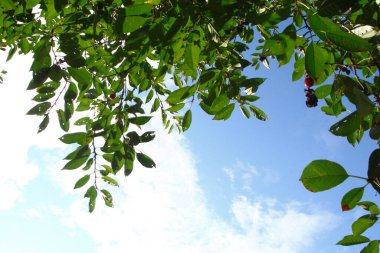 Ağustosta bahçede yeşil yapraklar