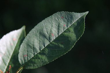 Ağustosta bahçede yeşil yapraklar