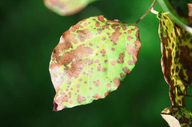 Ağustosta bahçede yeşil yapraklar