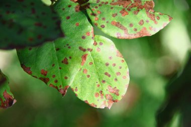 Ağustosta bahçede yeşil yapraklar