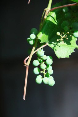 Green grapes and green leaves in the garden in August