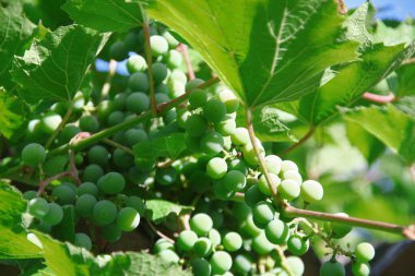 Green grapes and green leaves in the garden in August