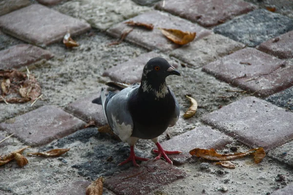 Pombo Selvagem Nas Pedras Paralelepípedos Parque — Fotografia de Stock