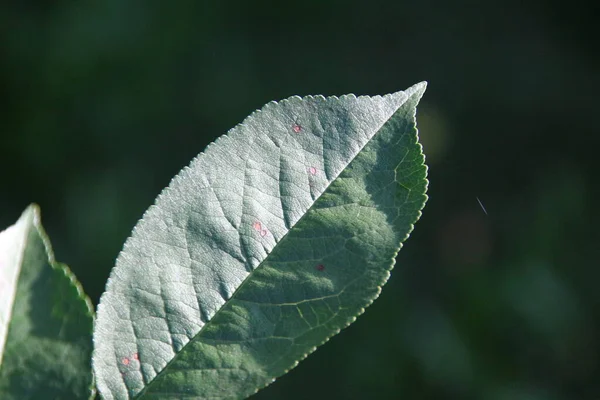 八月花园里的绿叶 — 图库照片