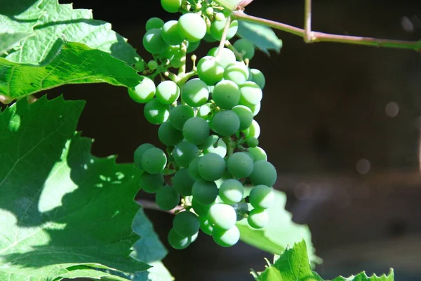 Green Grapes Green Leaves Garden August — Zdjęcie stockowe