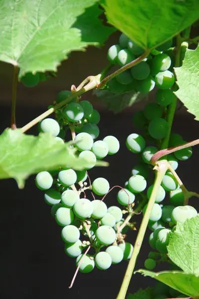 Green Grapes Green Leaves Garden August — Zdjęcie stockowe