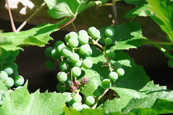 Зеленый Виноград Зеленые Листья Саду Августе — стоковое фото
