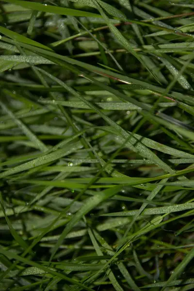 Green Grass Rain Dewdrops — Foto Stock