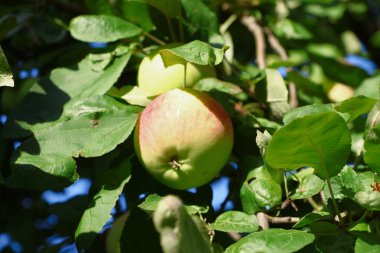 Delicious beautiful apples on a tree in August