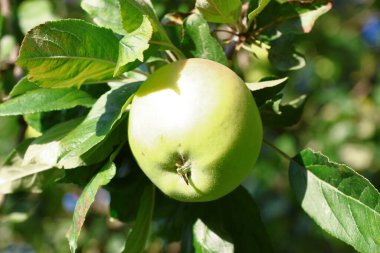 Delicious beautiful apples on a tree in August