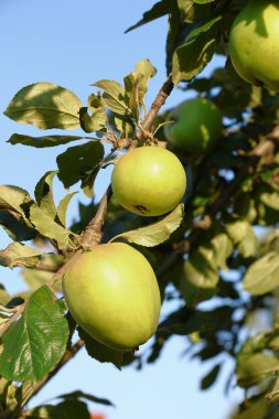 Delicious beautiful apples on a tree in August