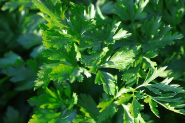 Green leaves of parsley in the garden in August