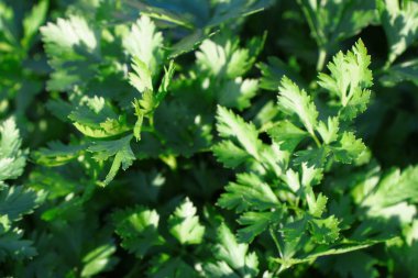 Green leaves of parsley in the garden in August