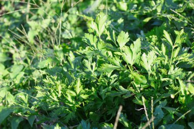 Green leaves of parsley in the garden in August