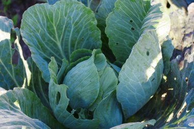 Green cabbage heads in the garden in August