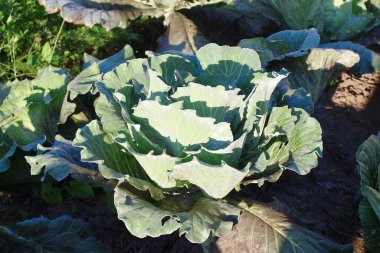 Green cabbage heads in the garden in August