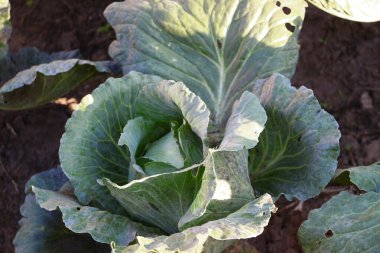 Green cabbage heads in the garden in August