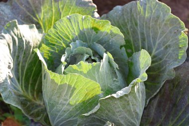 Green cabbage heads in the garden in August