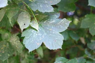 Ormandaki yeşil yapraklar