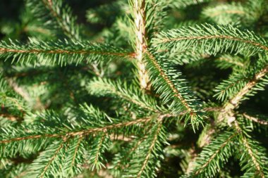 Green branches of a Christmas tree in the garden in August