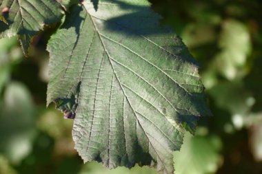 Green leaves of hazel bush in the garden in August